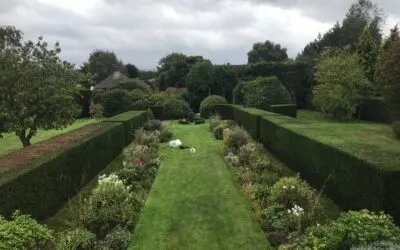 Hedge Cutting/Hedge Restoration