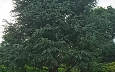 Atlas Cedar Reduction