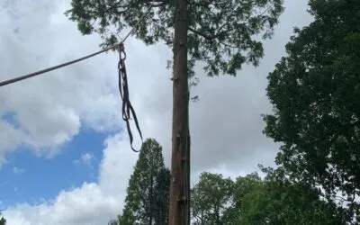 Tree Takedowns