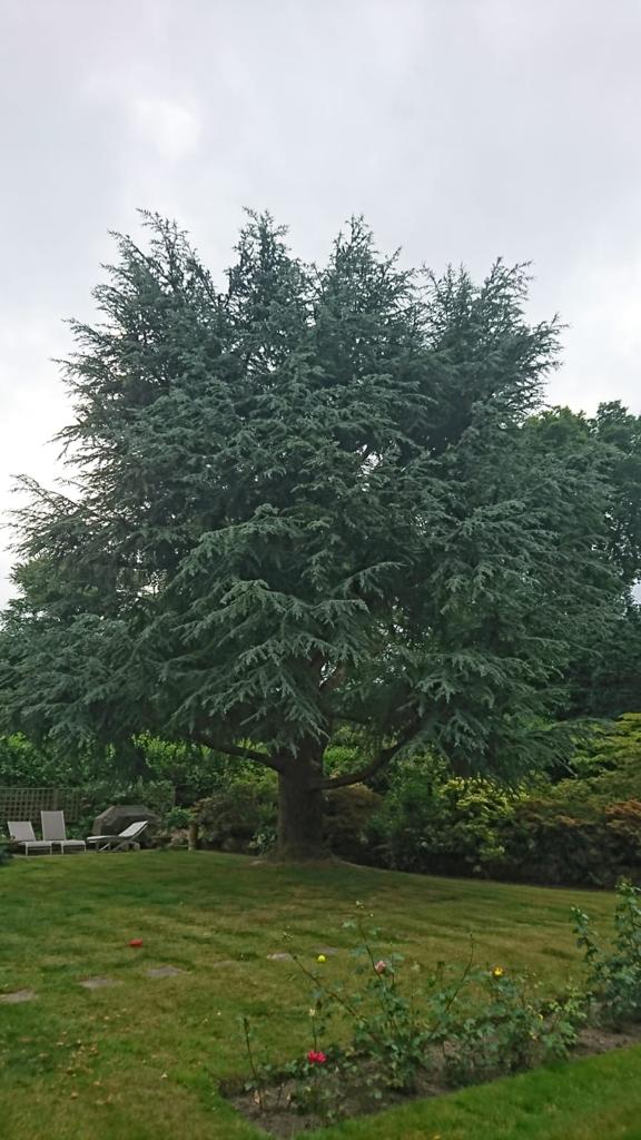 tree surgeon Kent 1-1