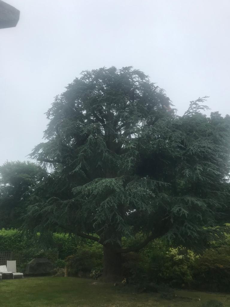 tree surgeon Kent 1-2