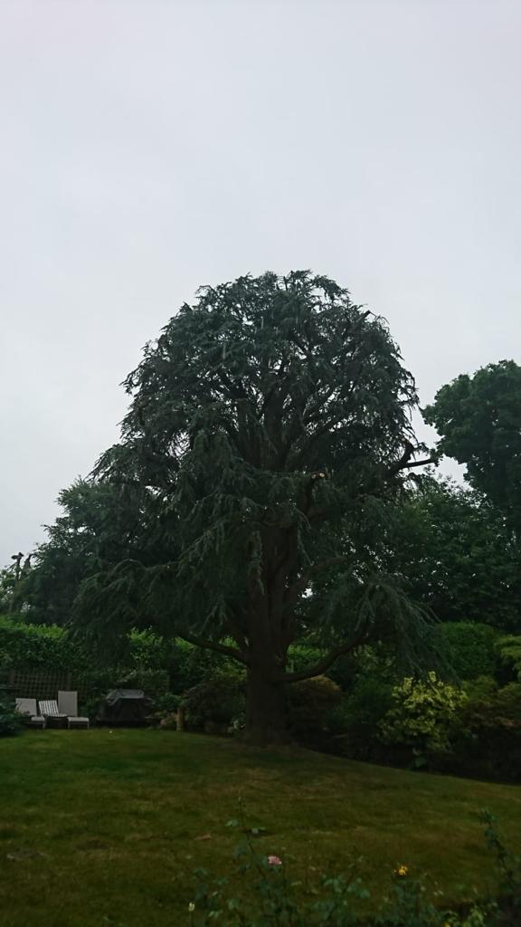 tree surgeon Kent 1-3
