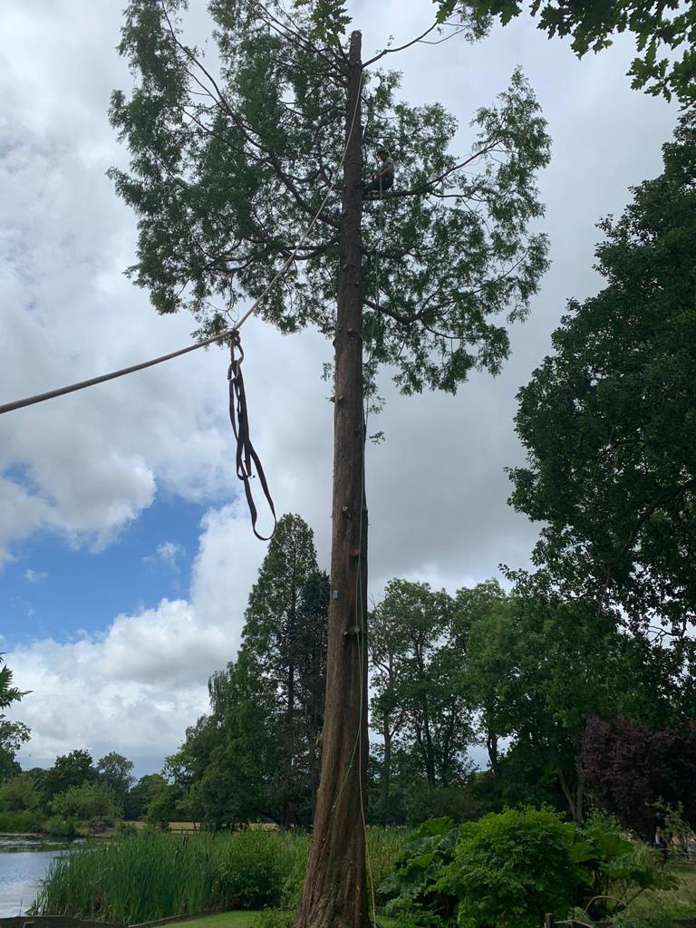 tree takedowns Kent