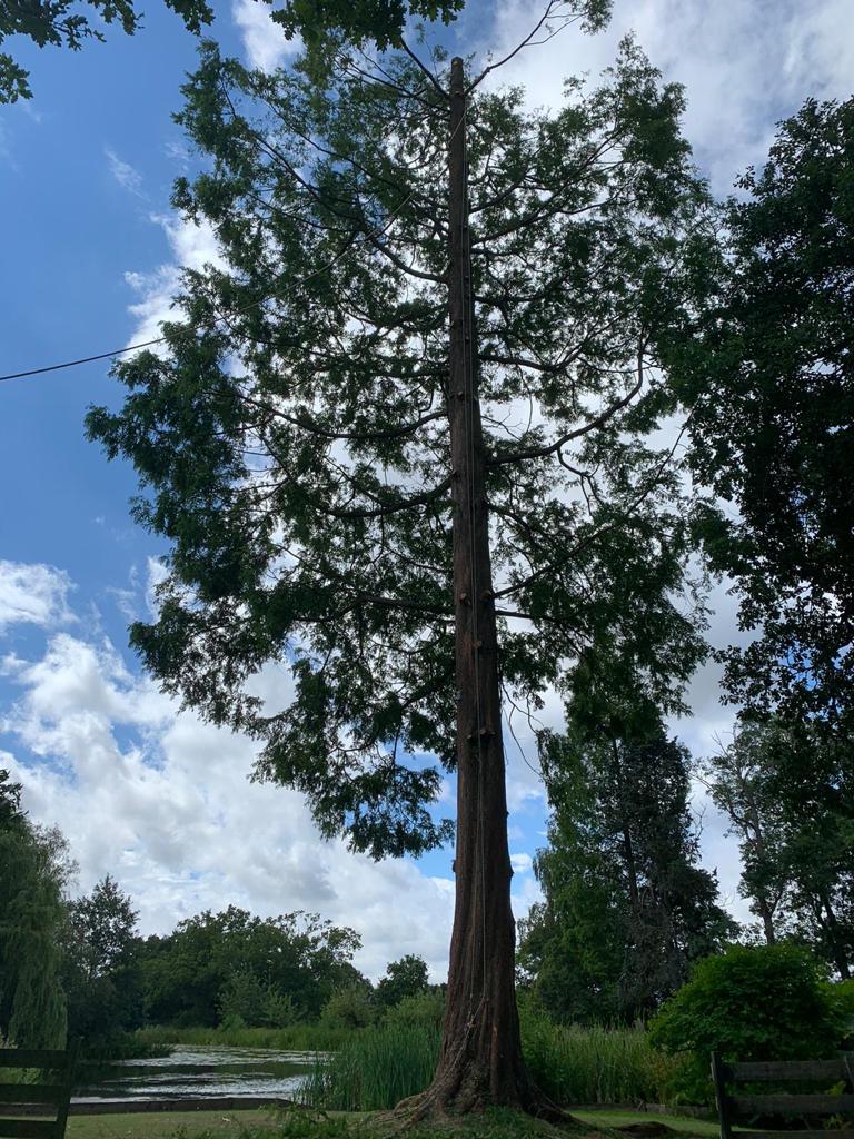tree takedowns Kent
