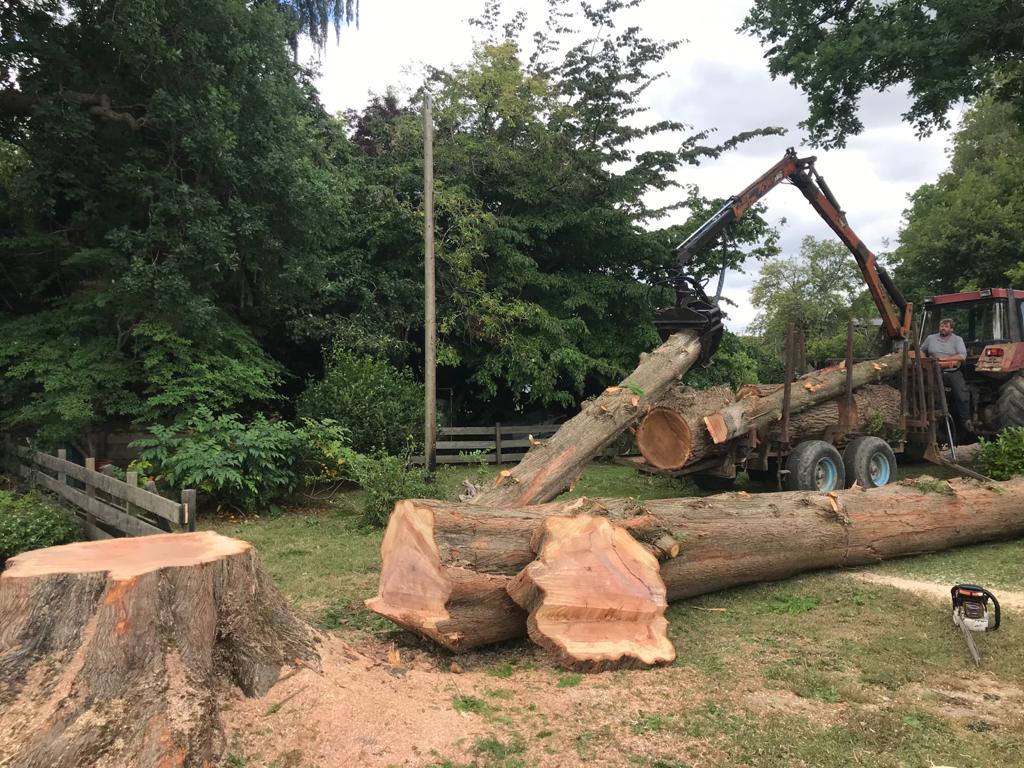 tree takedowns Kent