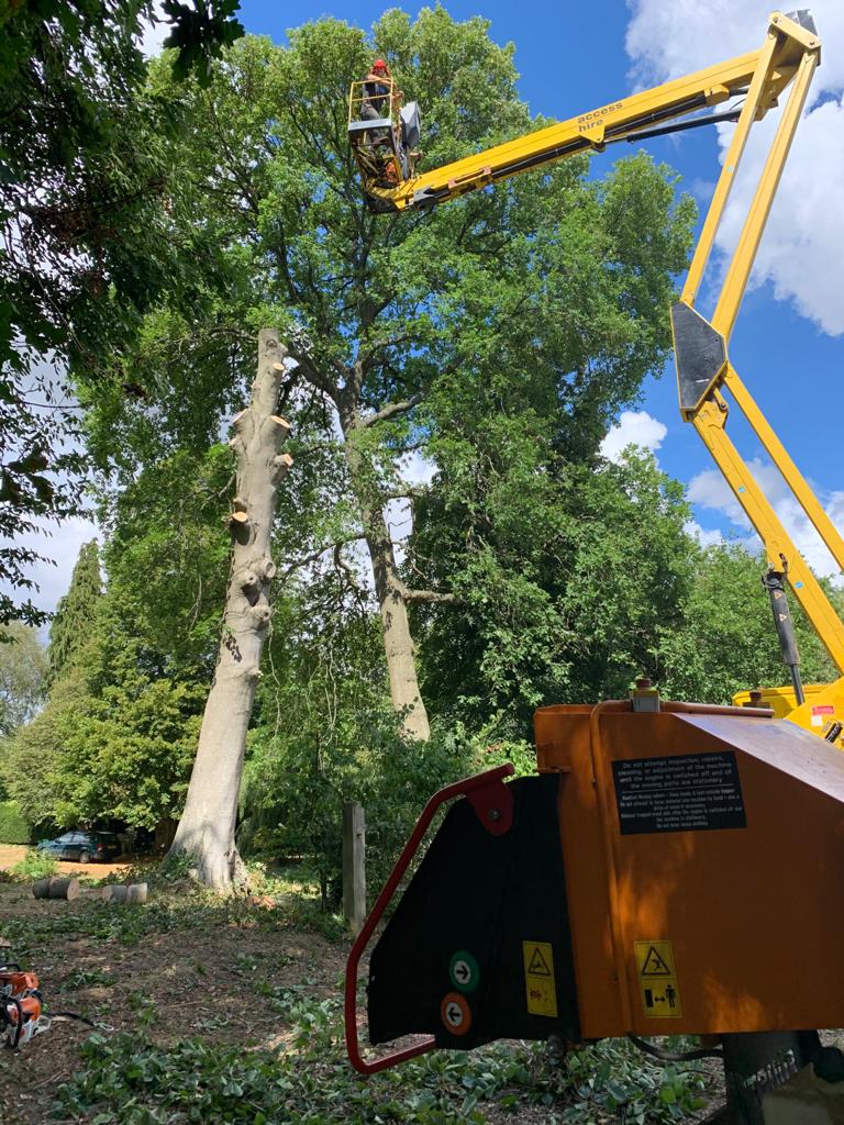 tree takedowns Kent