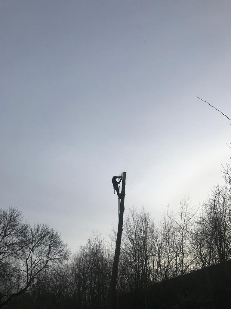 tree takedowns Kent
