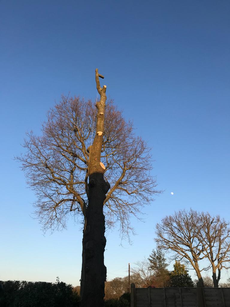 tree takedowns Kent