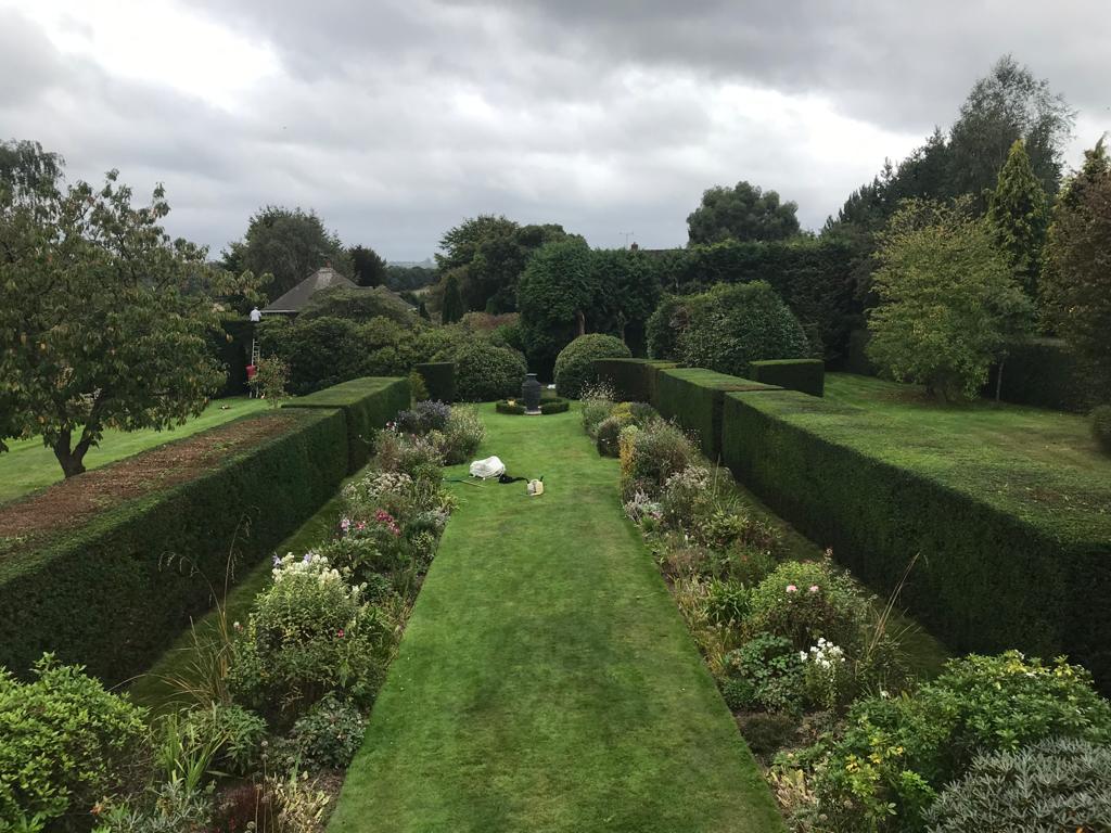 hedge cutting Kent 2:1