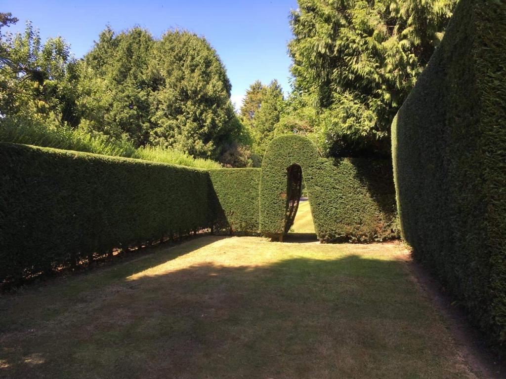 hedge cutting Kent 2:3