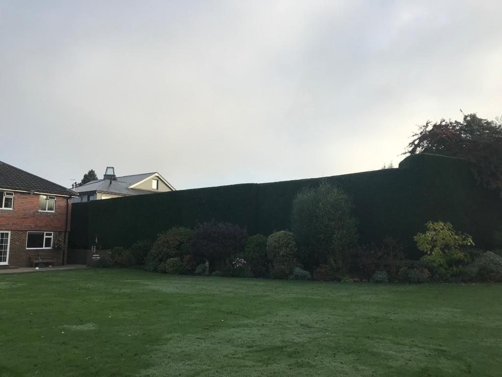 hedge cutting Kent 2:4